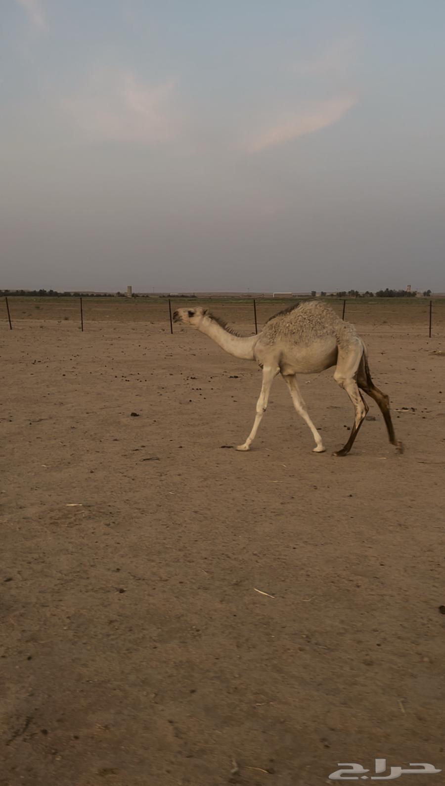 قعود للبيع64386262635265110