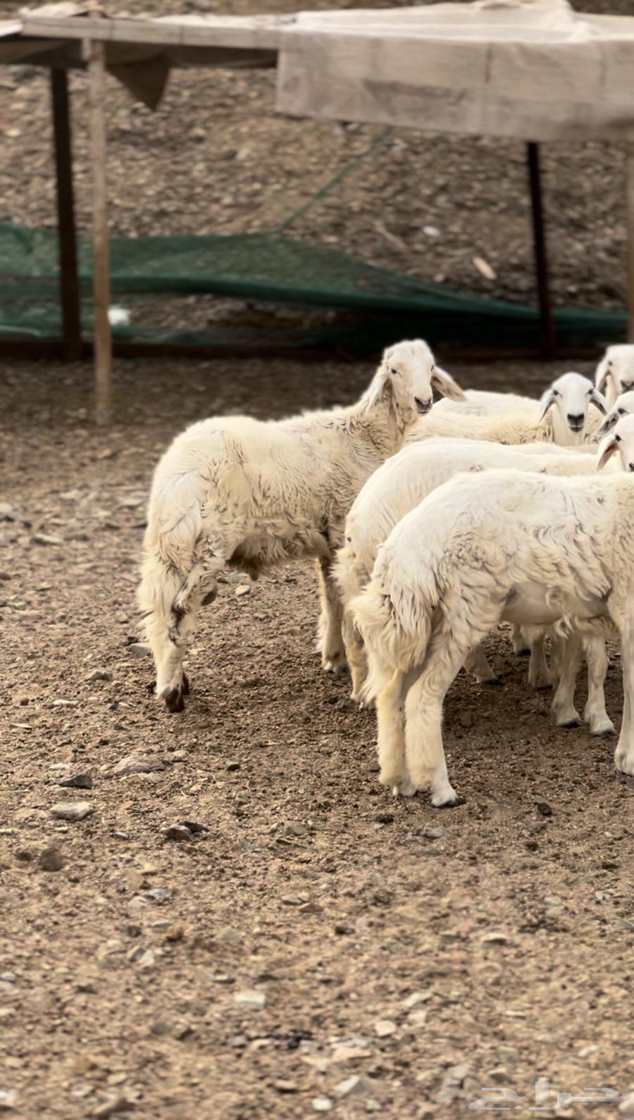 مقاني حريات صنف طيبه من مراحي64386808294913112