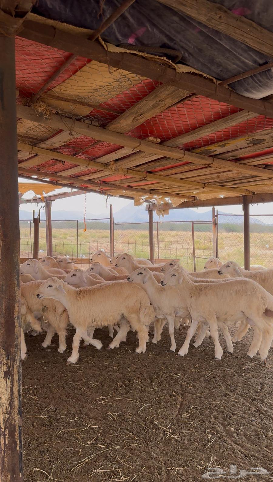 طليان حري 68 راس للبيع64384952422402112