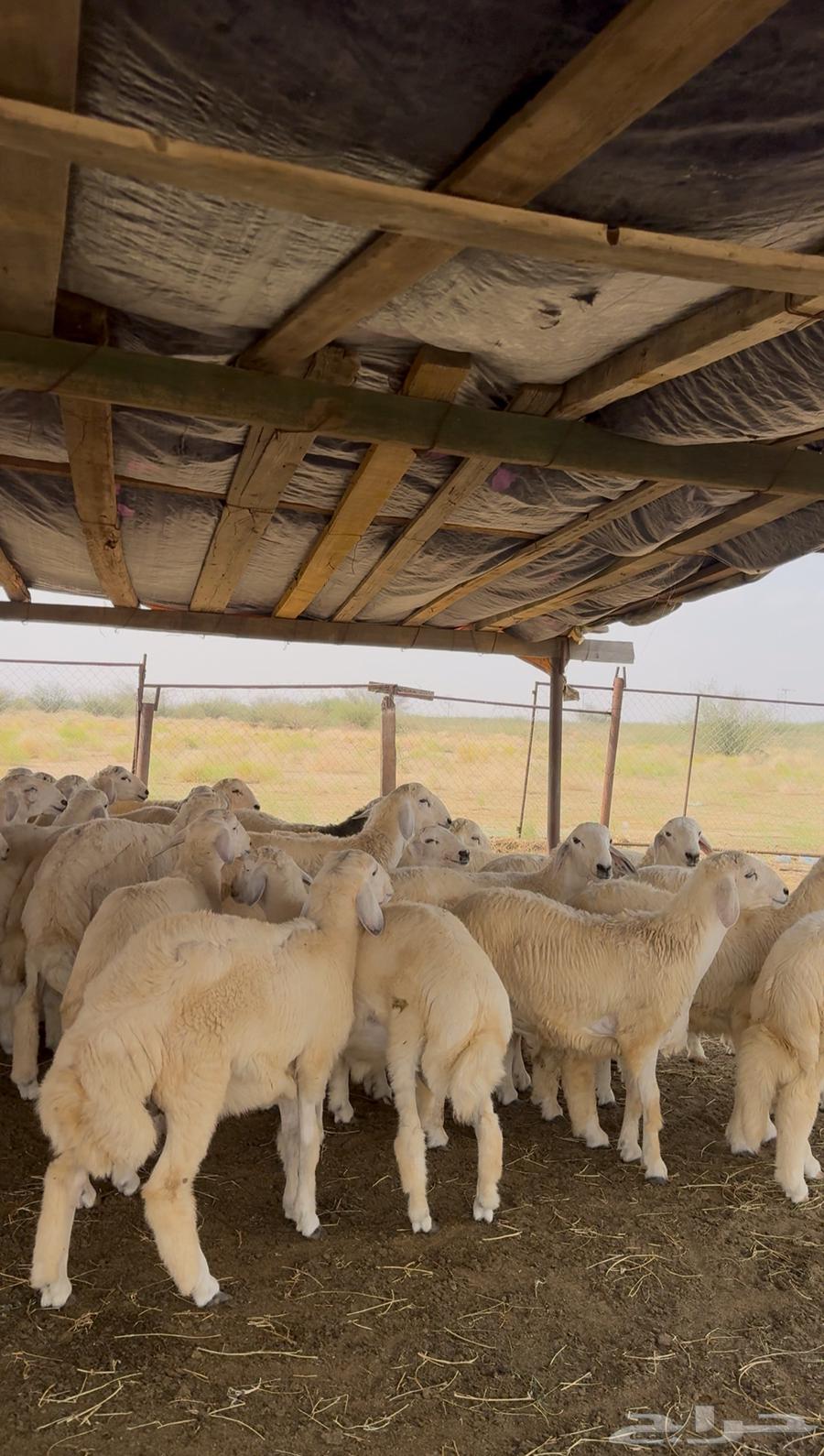 طليان حري 68 راس للبيع64384952422402113