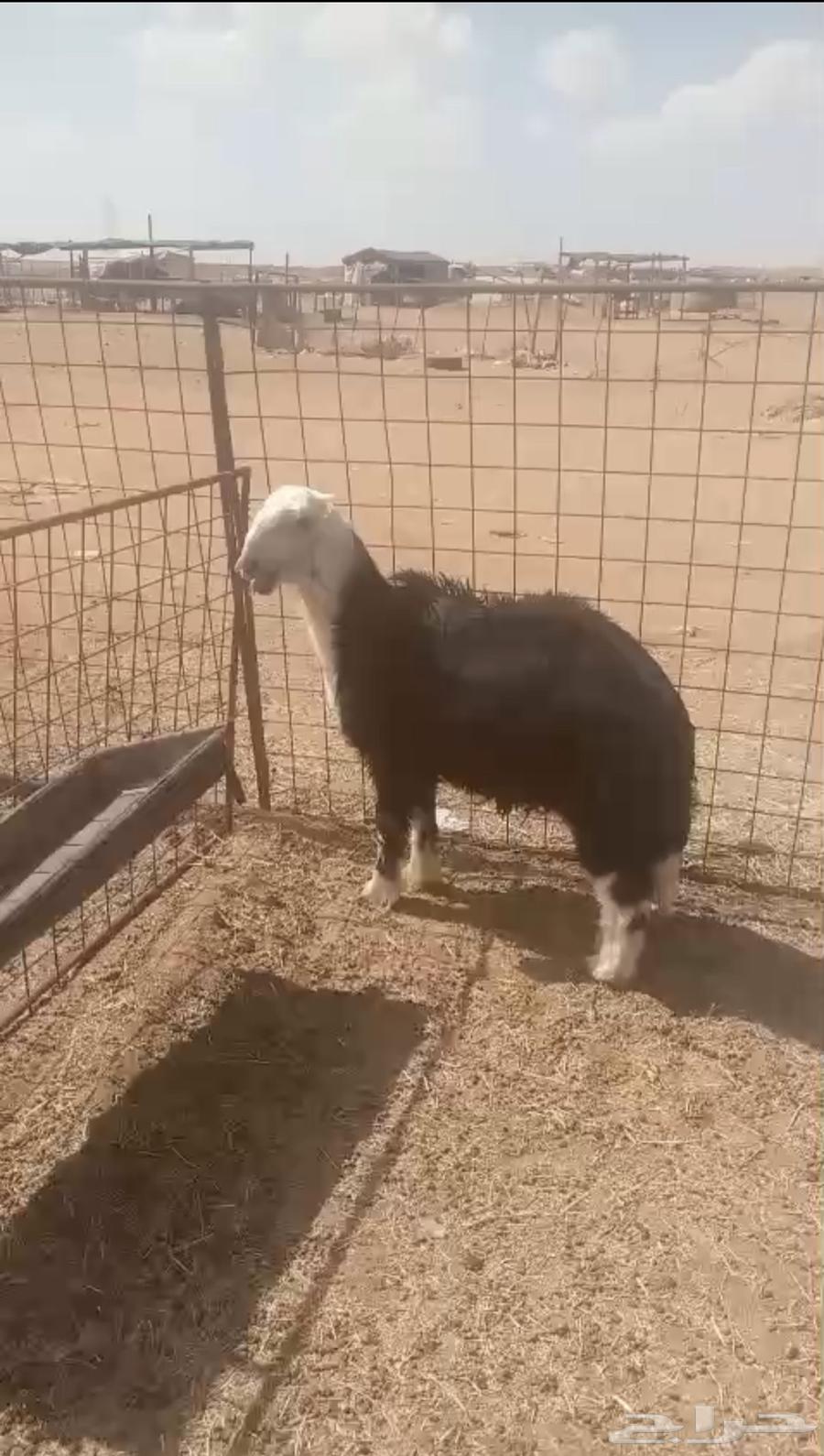 للبيع خروف نجدي العمر 6اشهور64385384010371110