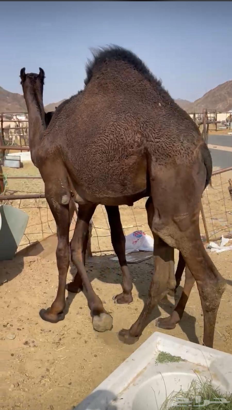 Local cushion is good and imported cushion is also good, delivery available64390291823235112