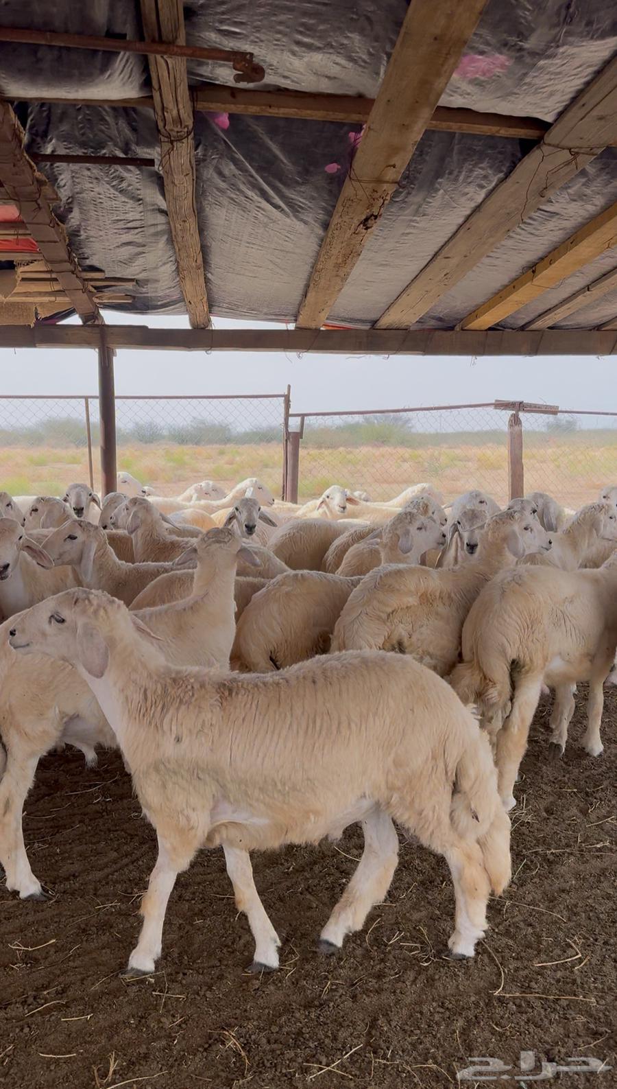 طليان حري 68 راس للبيع64384952422402110