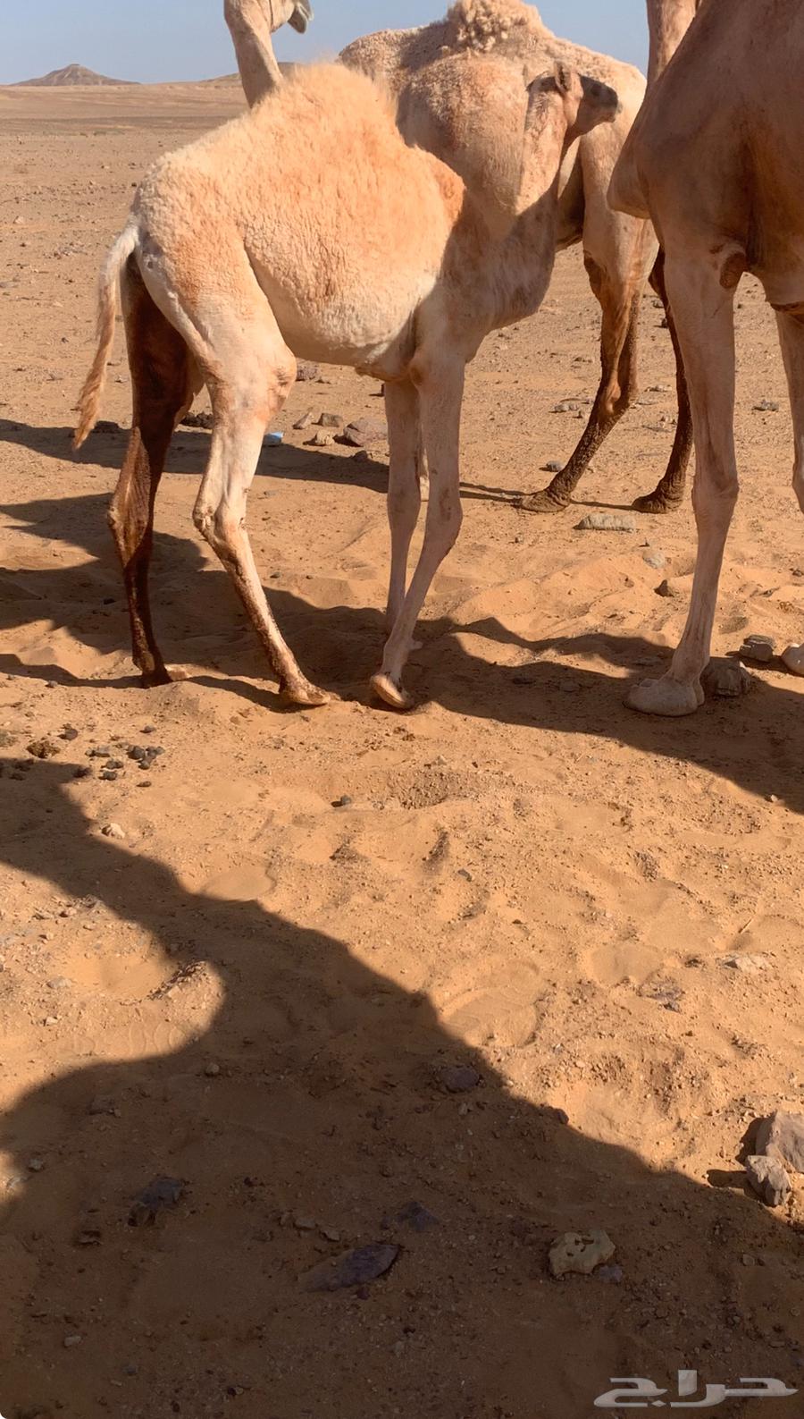 بكره للبيع عدله عمرها 7 شهور64381976174721111