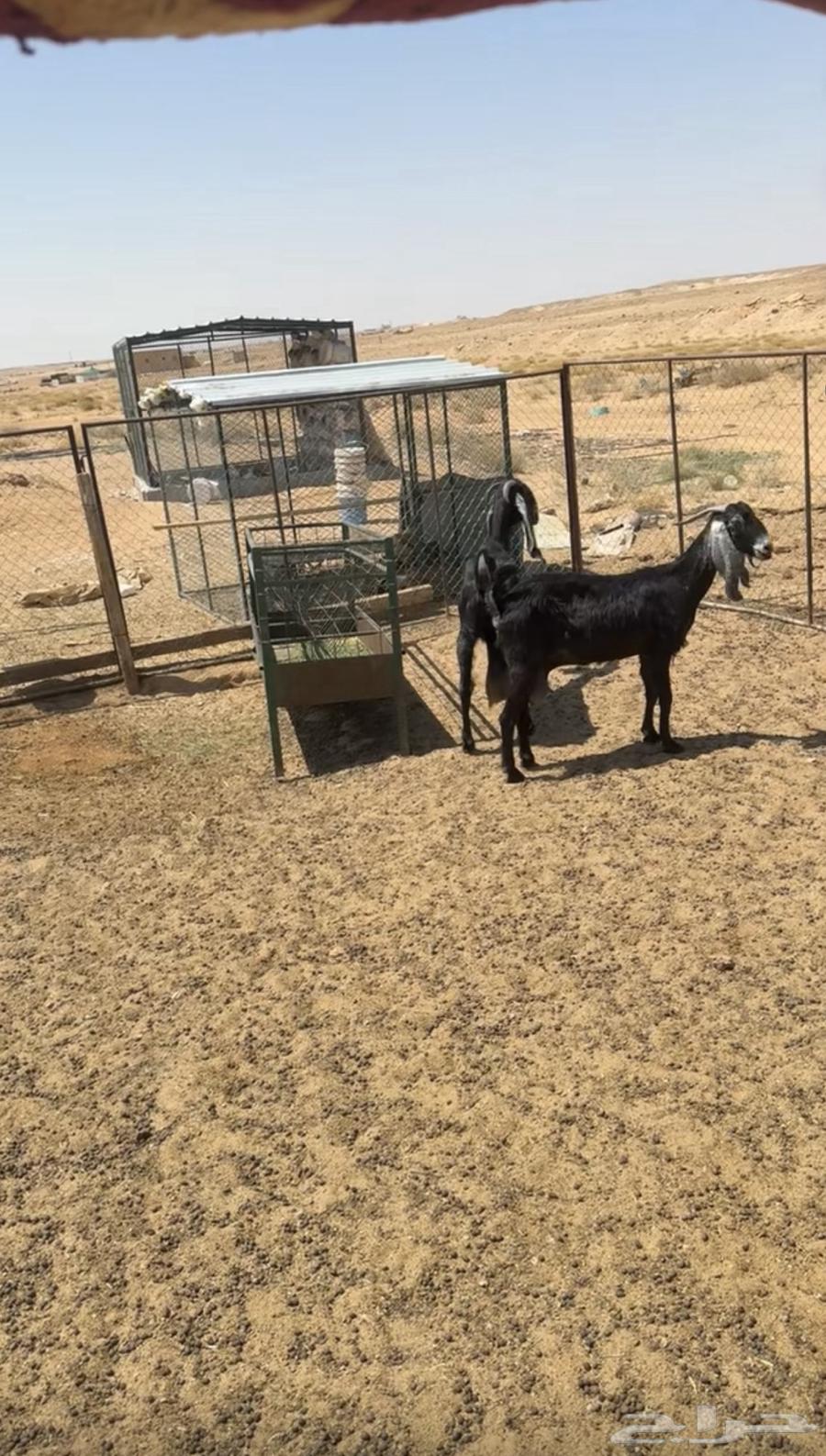 عنزين وتيس64382100533379112