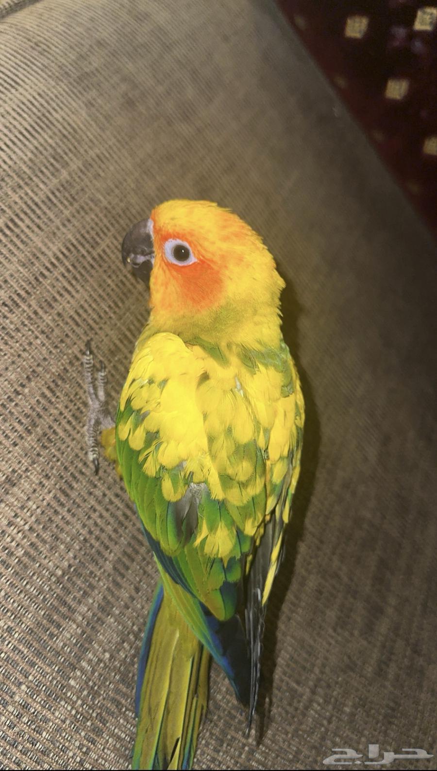 صن كنيور هدد و اليف وبدايه كلام64389045345795110