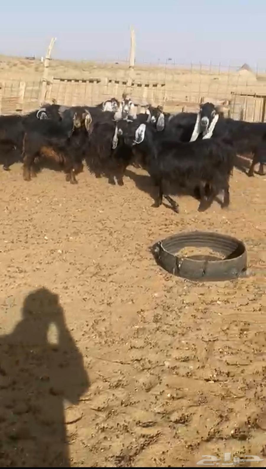 10 معزاء للبيع مع فحلها64377315196035110