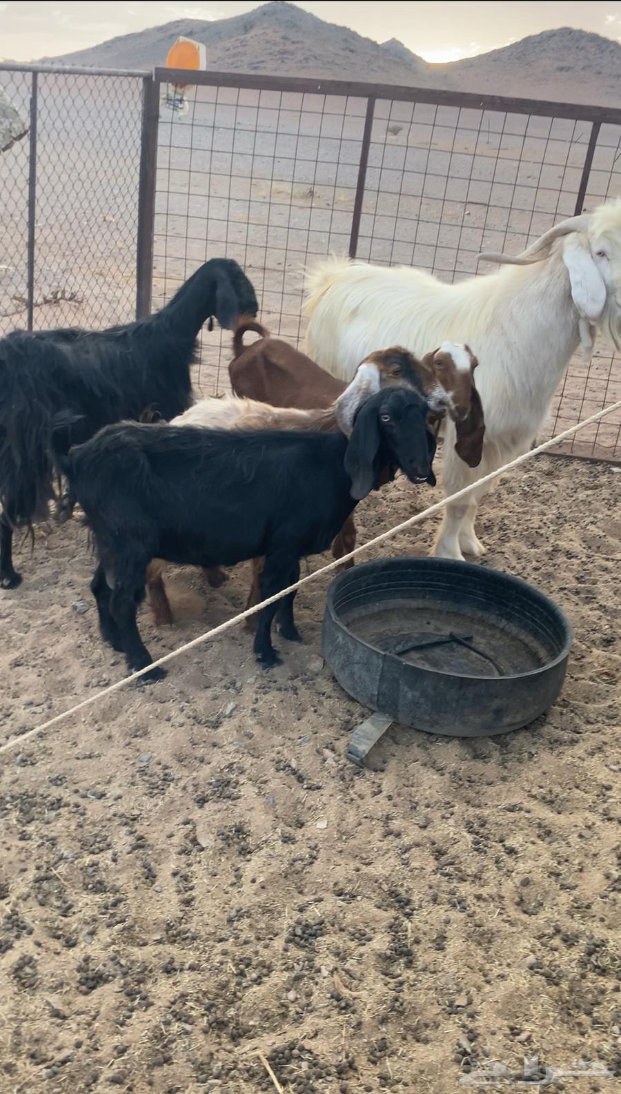 معزا للبيع مع الفحل64387704390017112