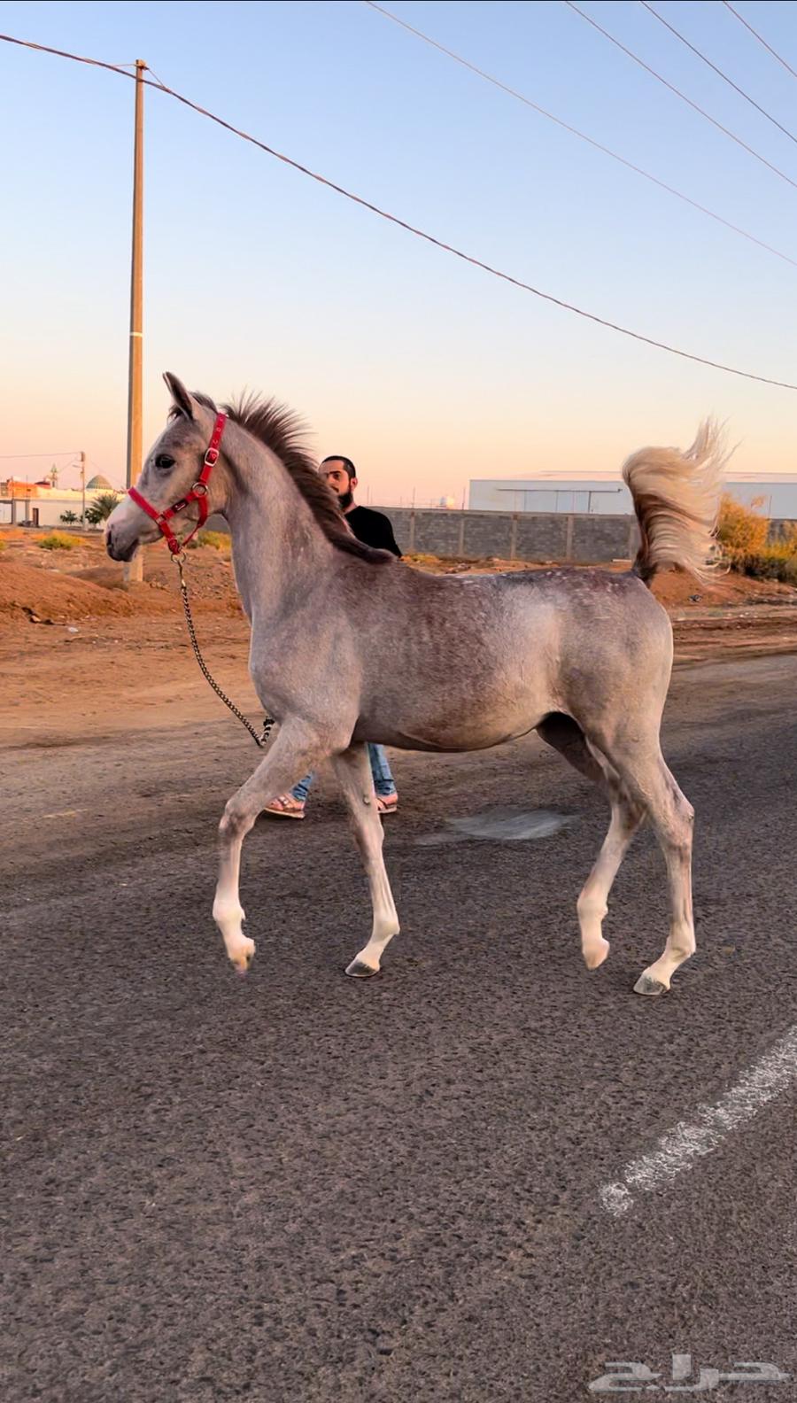 مهره واهو64391701206659111