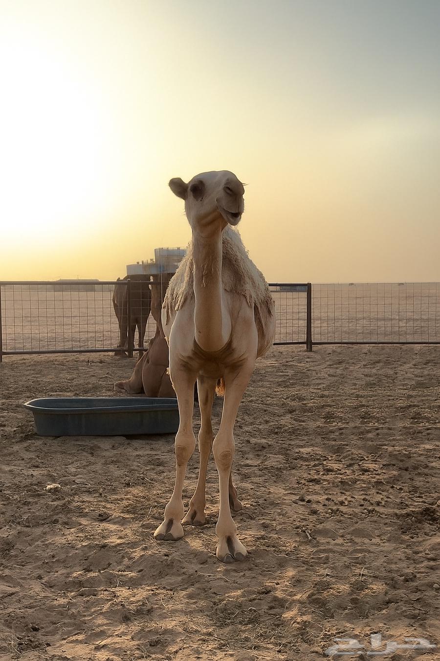 بكره شقحا رمانيه للبيع64388454481410110