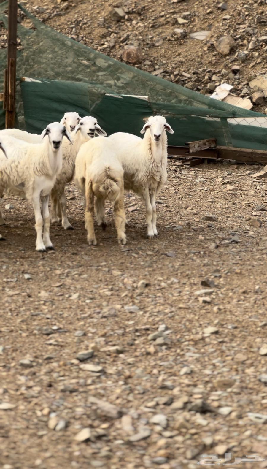 مقاني حريات صنف طيبه من مراحي64386808294913111