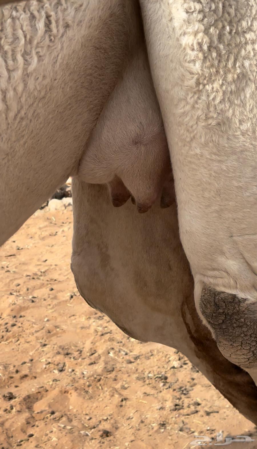 رباع ضروبه طيبه64389058916609112