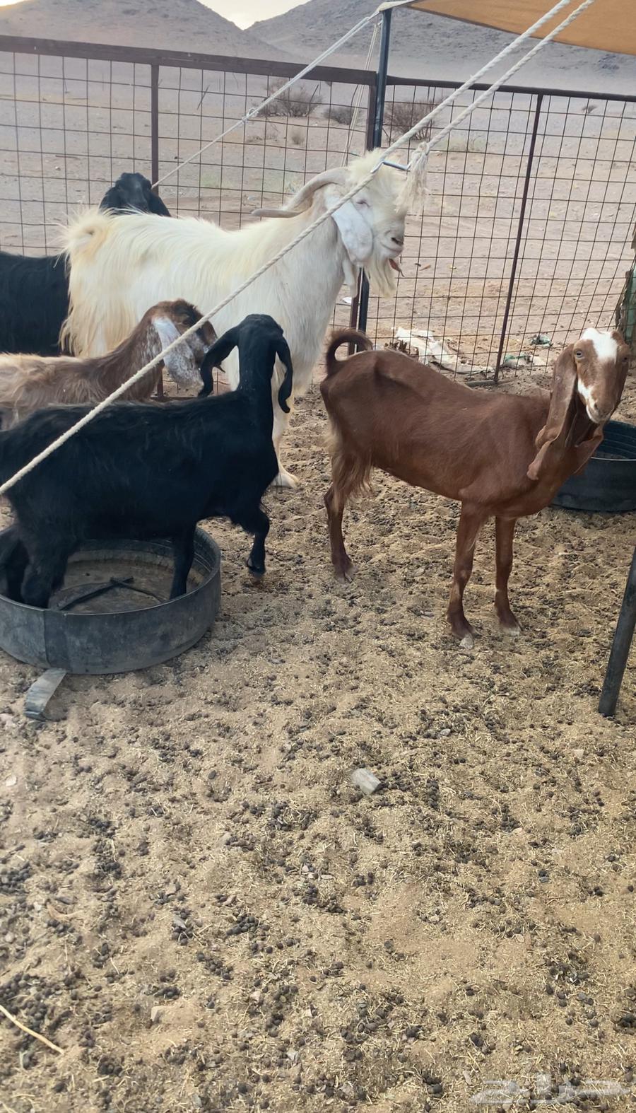 معزا للبيع مع الفحل64387704390017114