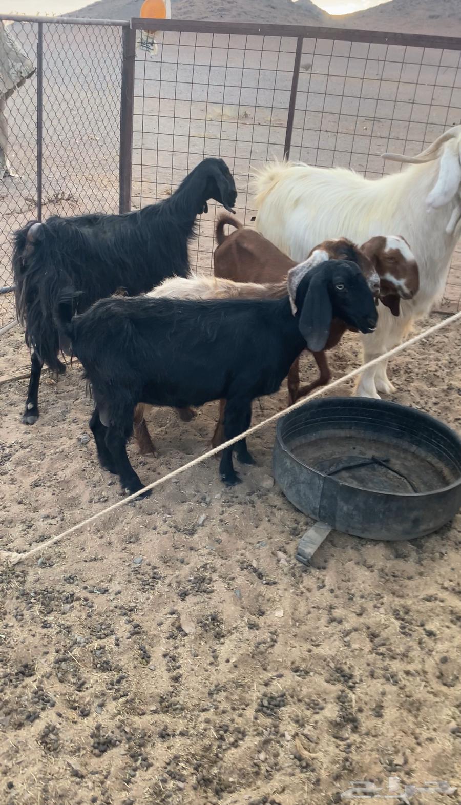 معزا للبيع مع الفحل64387704390017113