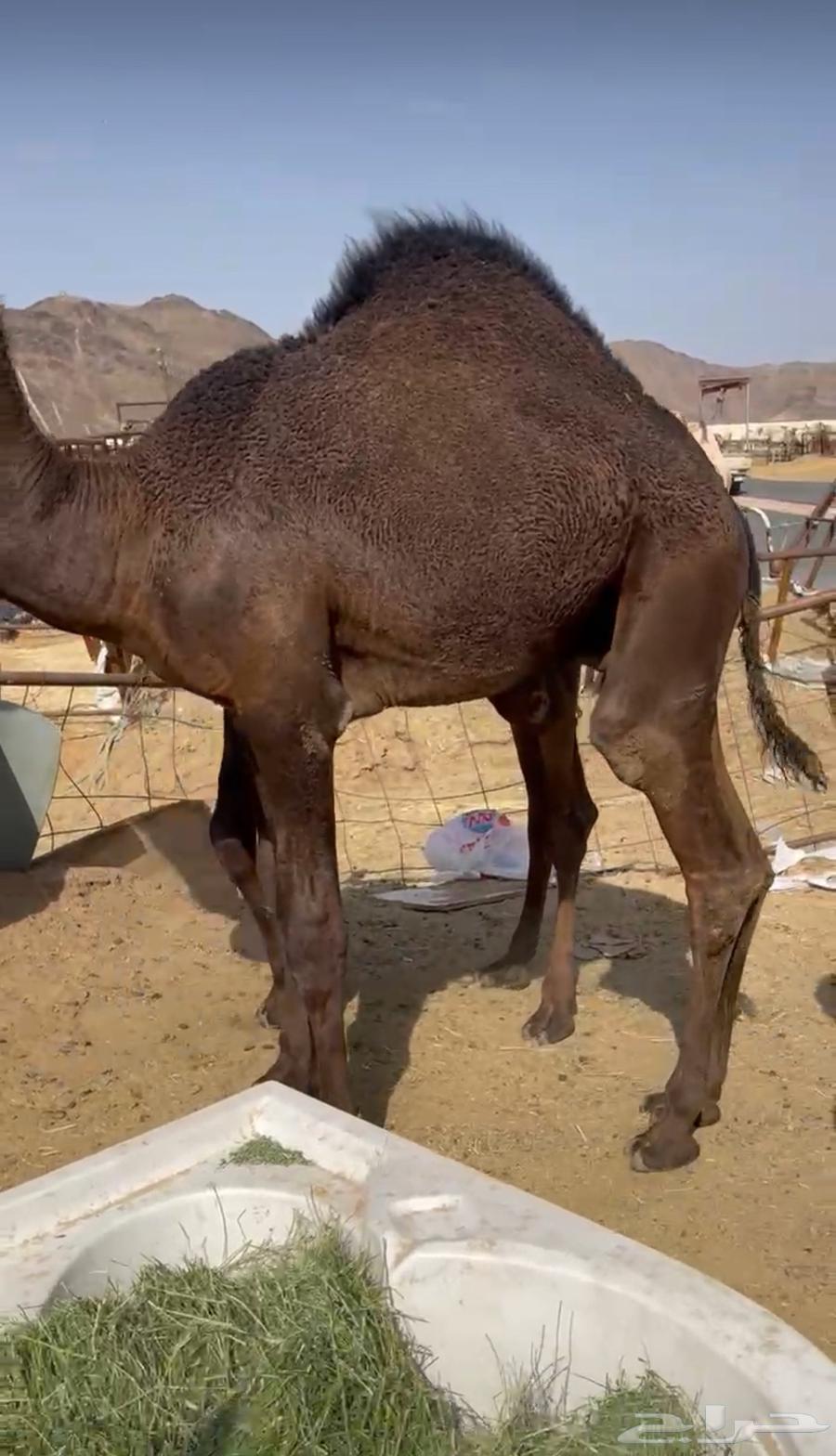 Local cushion is good and imported cushion is also good, delivery available64390291823235111