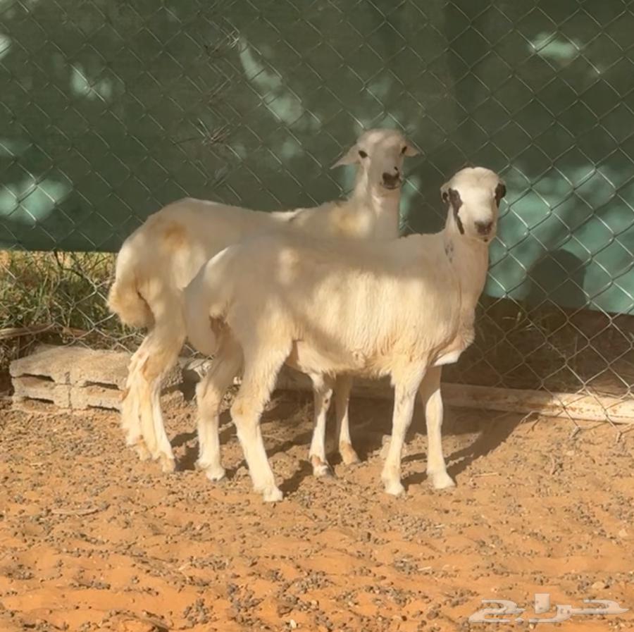 بهم طليان للبيع64388232043266110