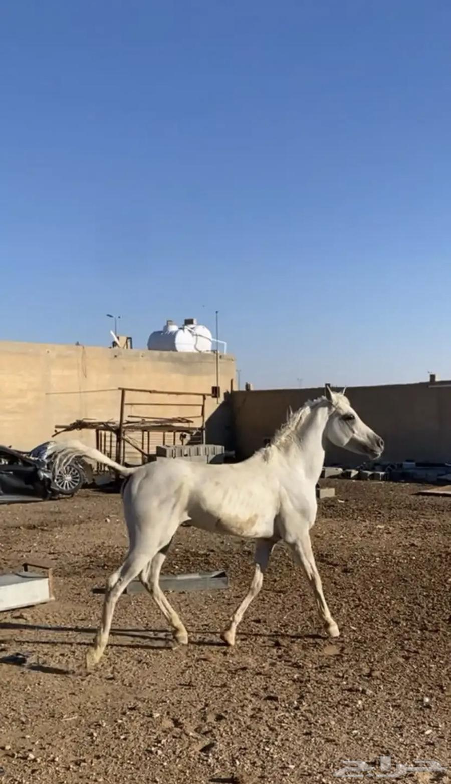 حصان شعبي64387257589634111