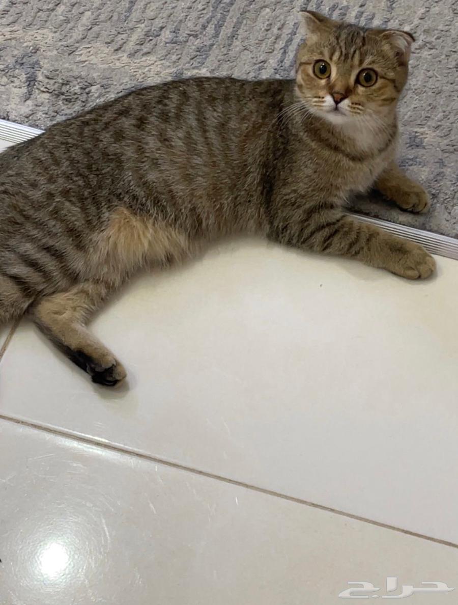 Scottish Fold Tiger64382955849985112