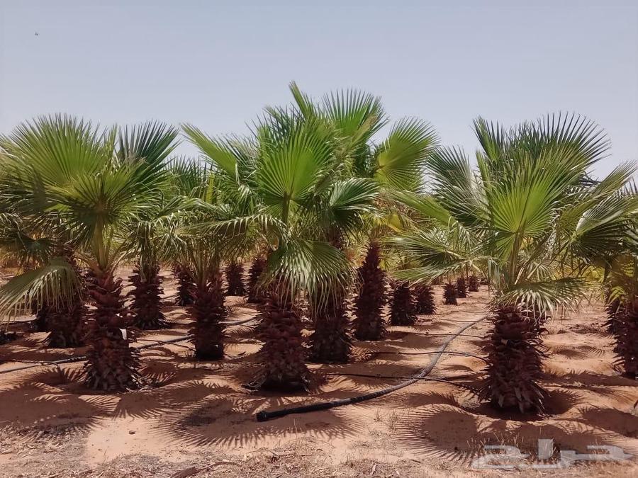 نخيل واشنطونيا البيع جمله64381328474241111