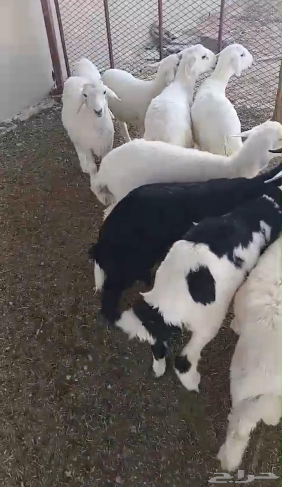 للبيع بهم حريات64389266131585110