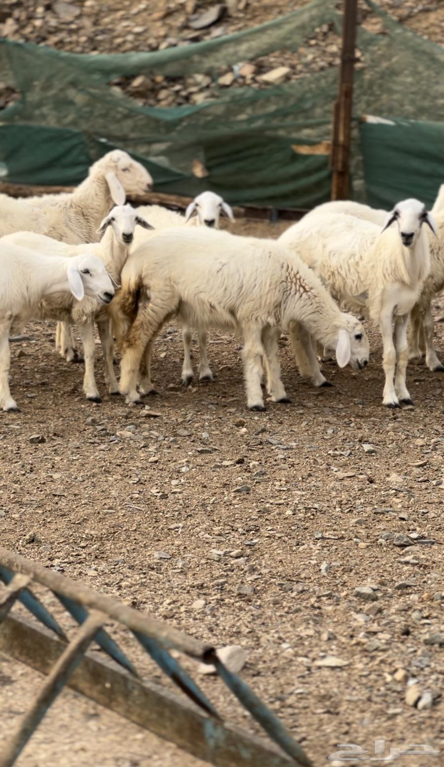 مقاني حريات صنف طيبه من مراحي64386808294913110