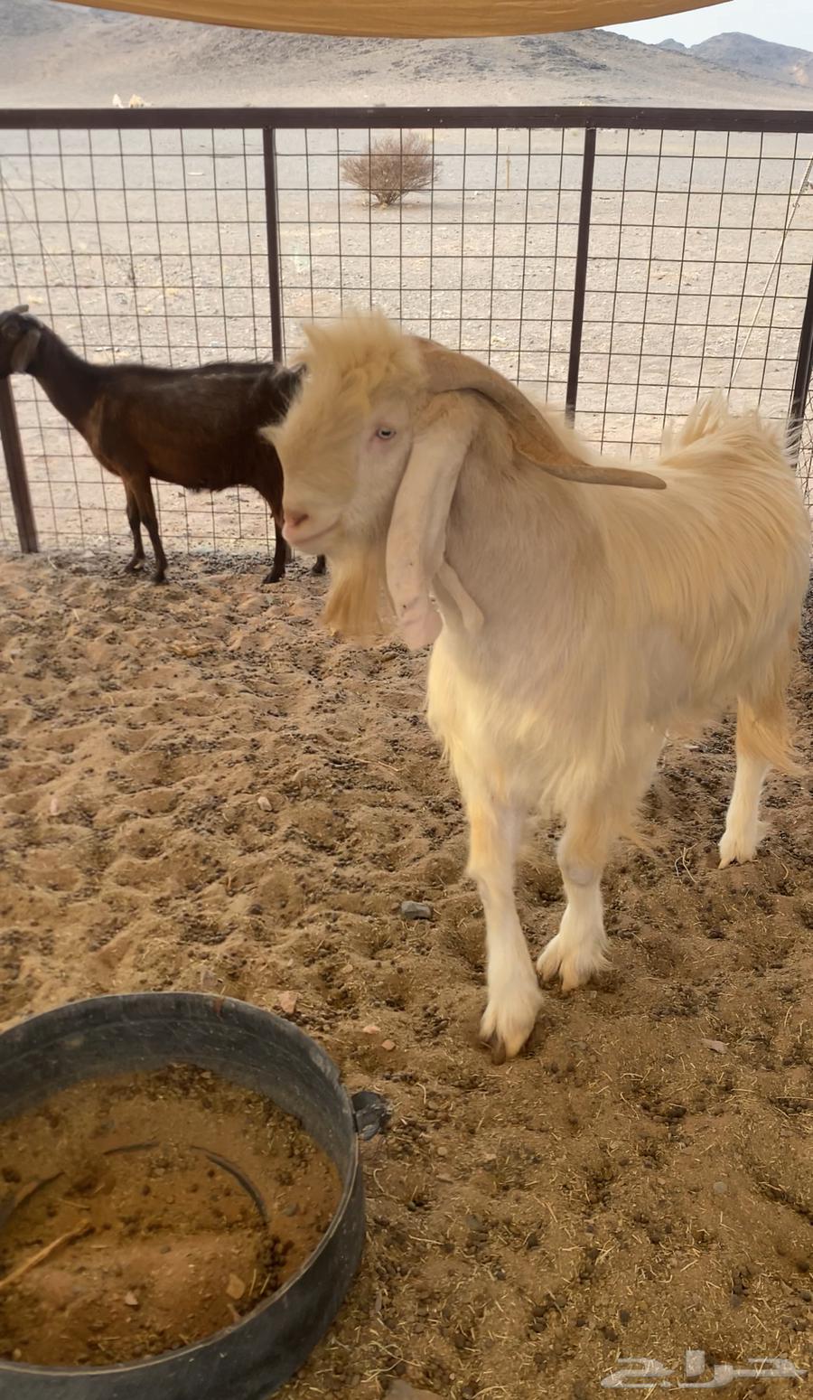 معزا للبيع مع الفحل64387704390017111