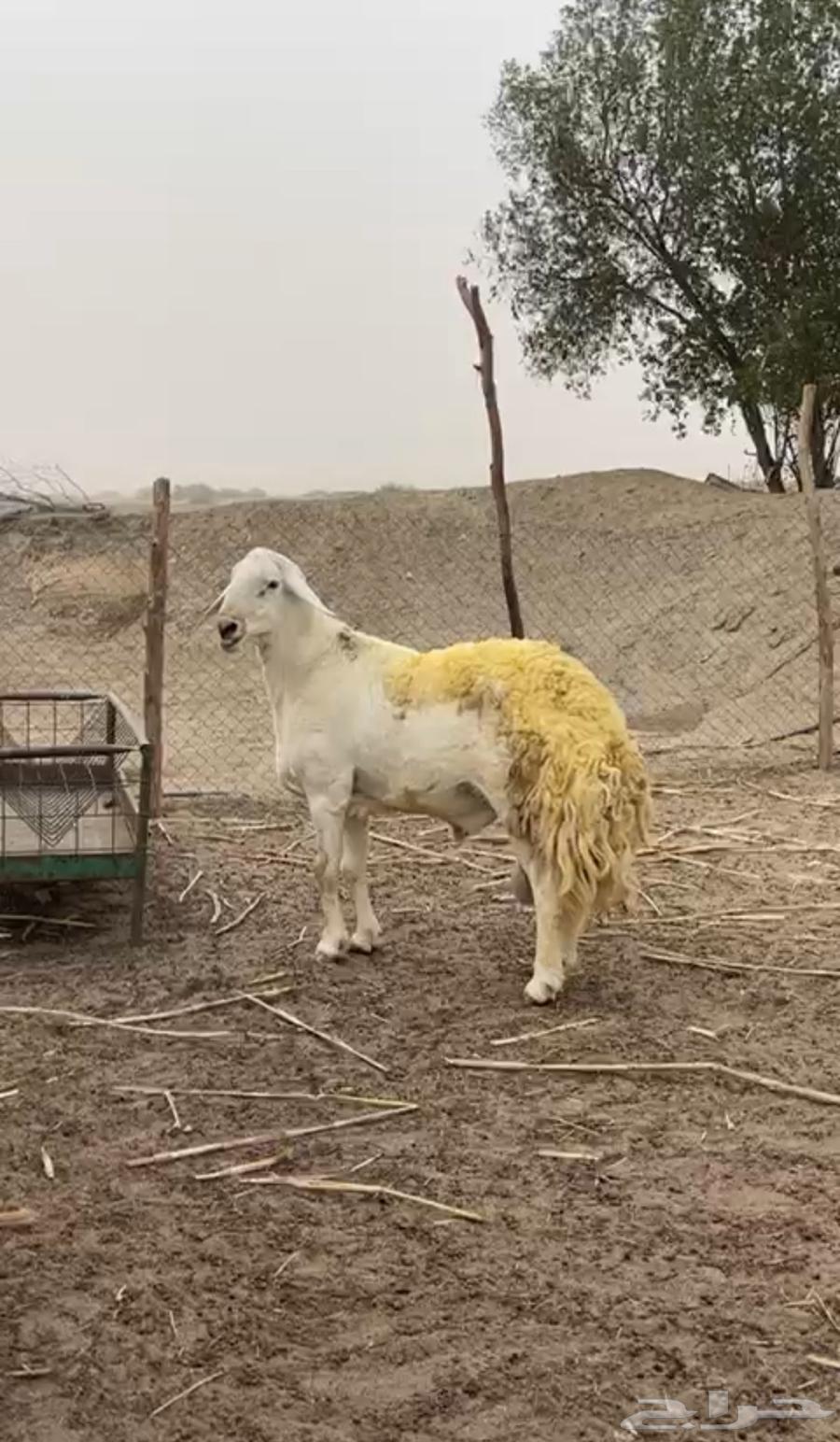 فحل حري صنف الصنف64373551277442112