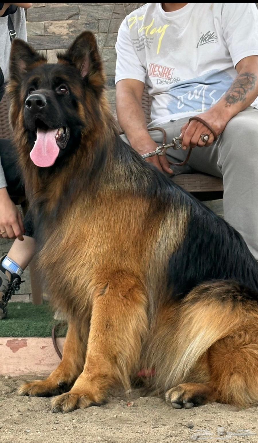 للبيع انثى جيرمن شولاين معاها جروه64385341790081112