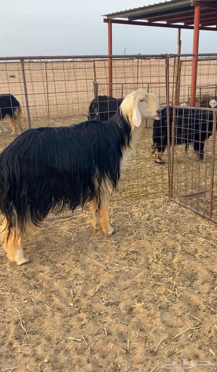 فحل نجدي مشروط64385480830977112