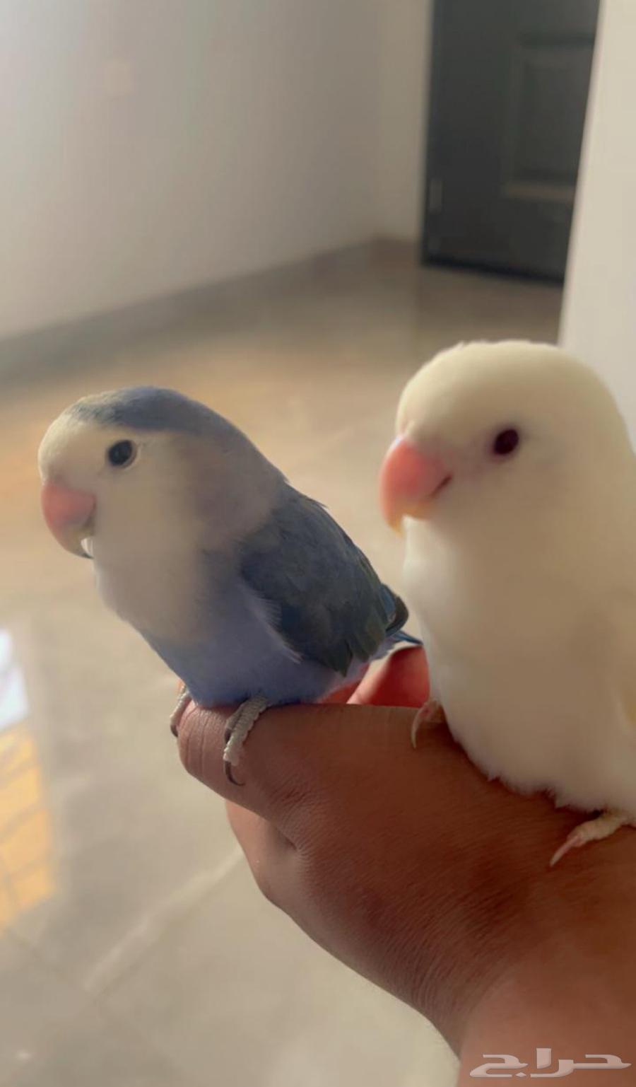 روز64378469678467110