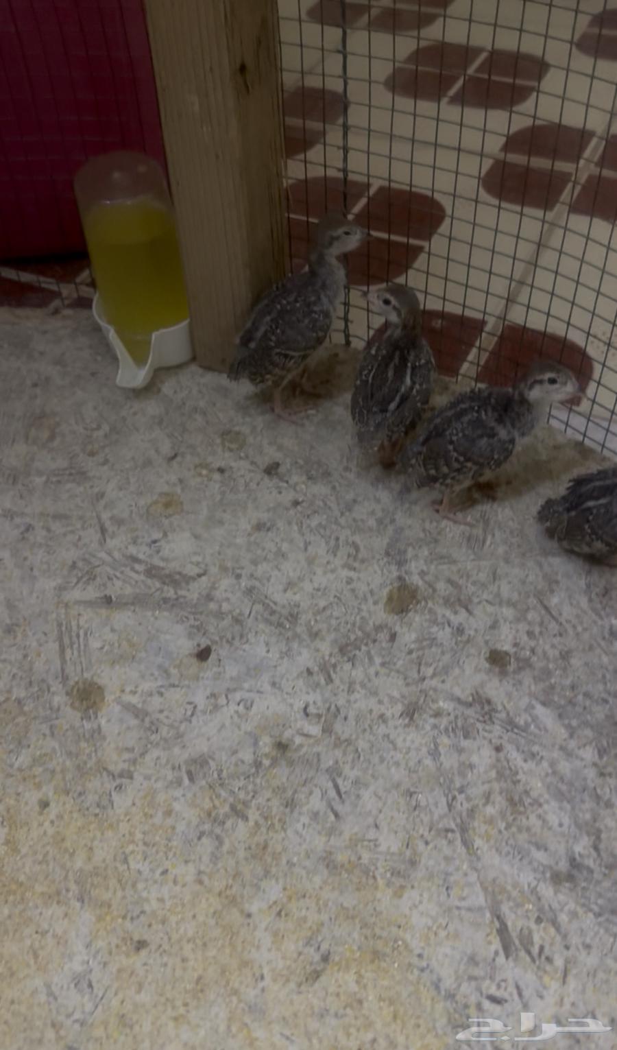 صوص قهد الصحه ممتازه64389861201794111