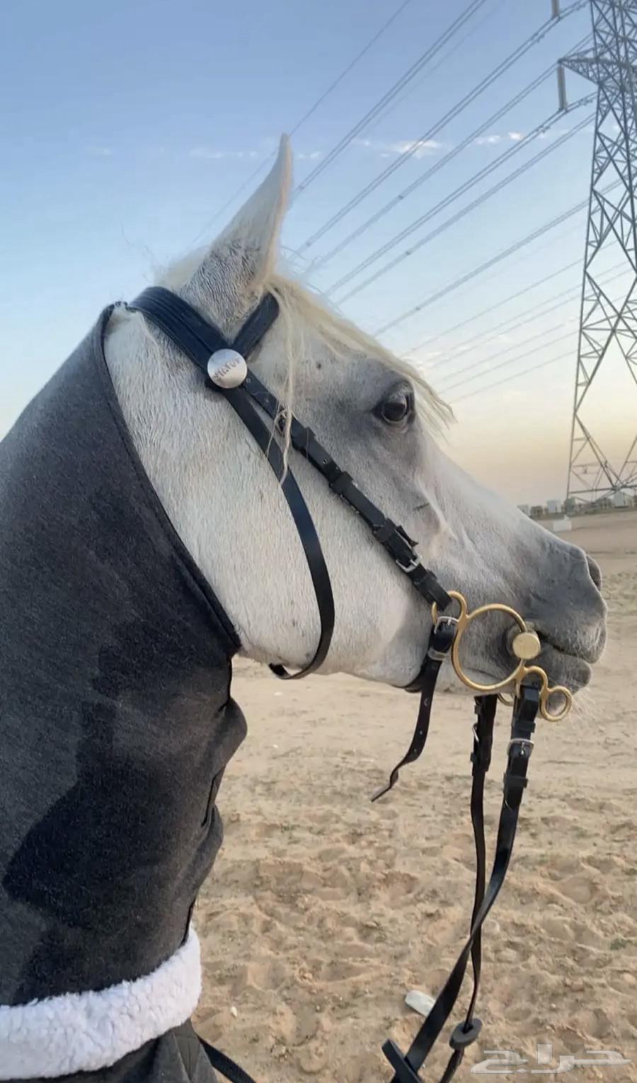 حصان شعبي64387257589634113