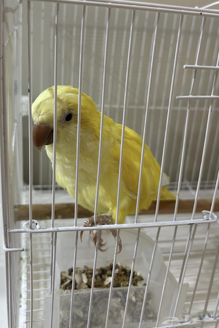 طير كويكر لاتينو للبيع64387313324161110