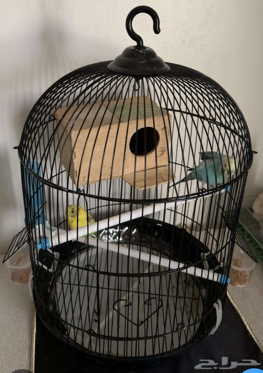 عصافير بادجي64381425133442111