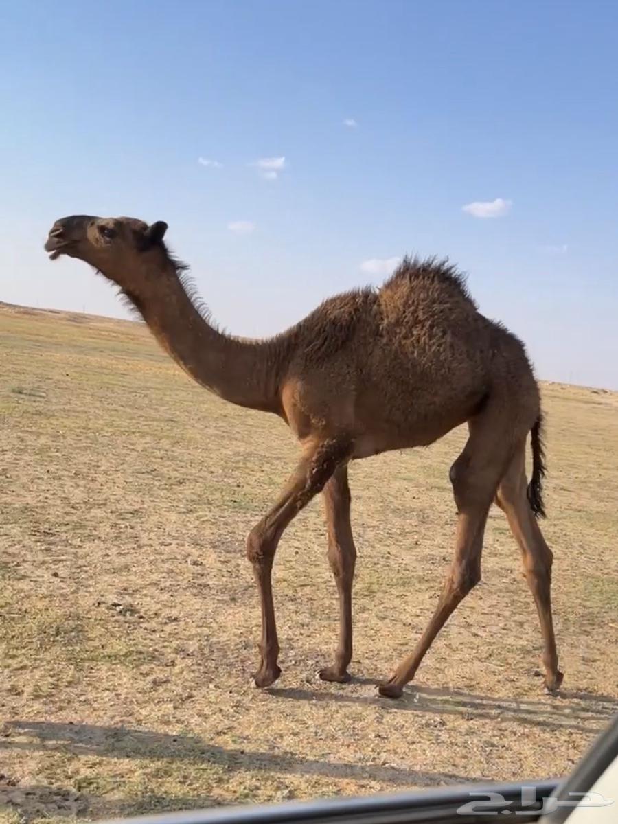 العشرا ام البكره الكفو64389196892417114