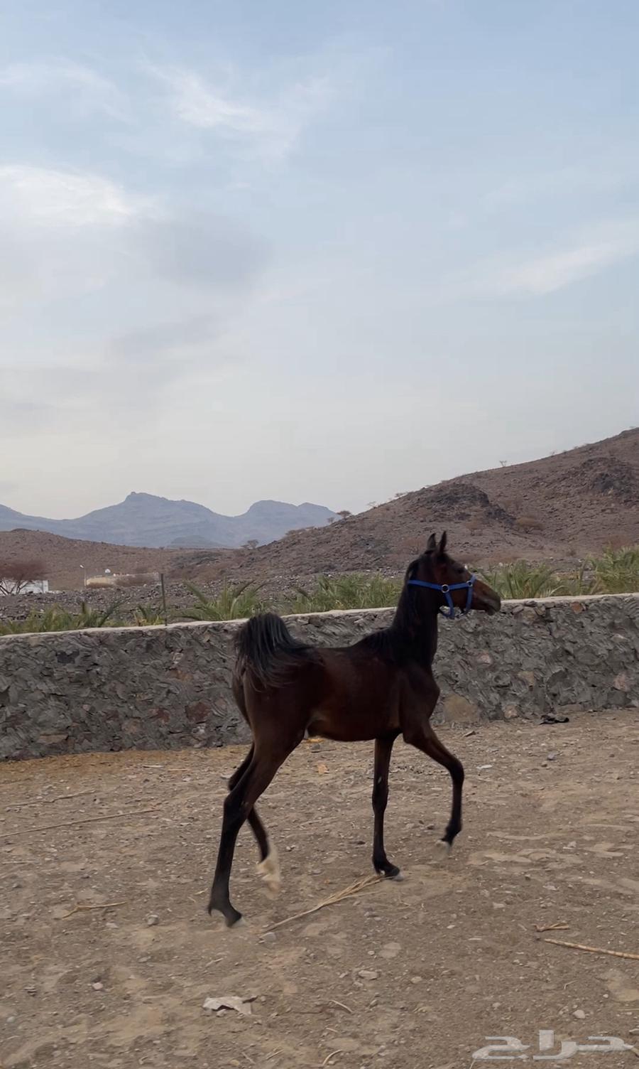 مهره للبيع اقبل بدل64392360635395110