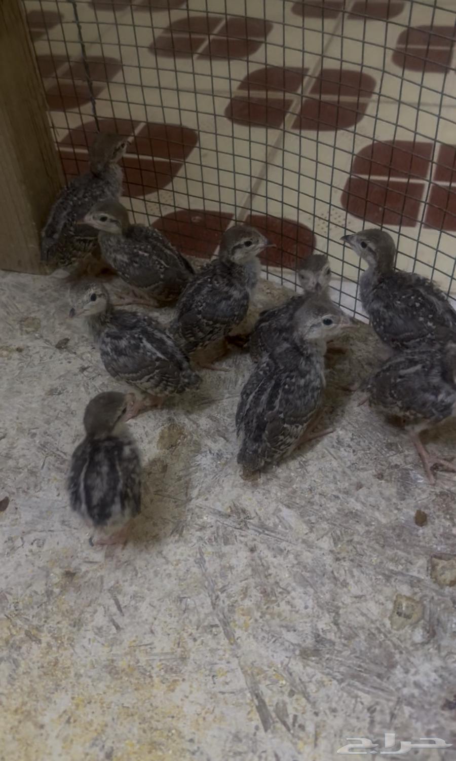 صوص قهد الصحه ممتازه64389861201794110