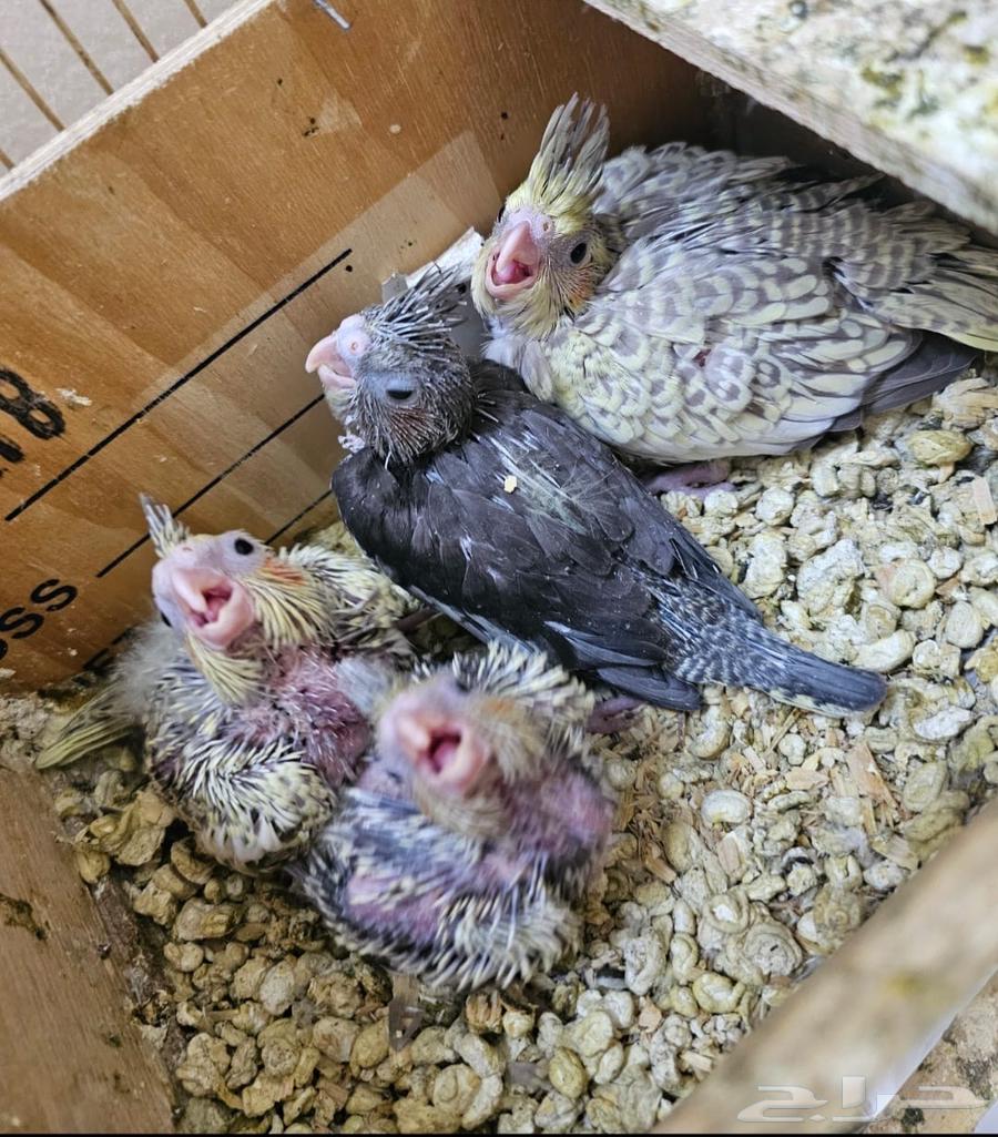 Crows birds64377739758979111