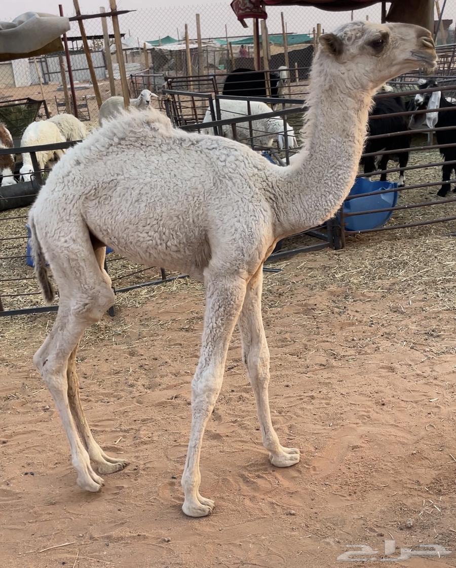 للبيع حوار كفوو64386821919617111