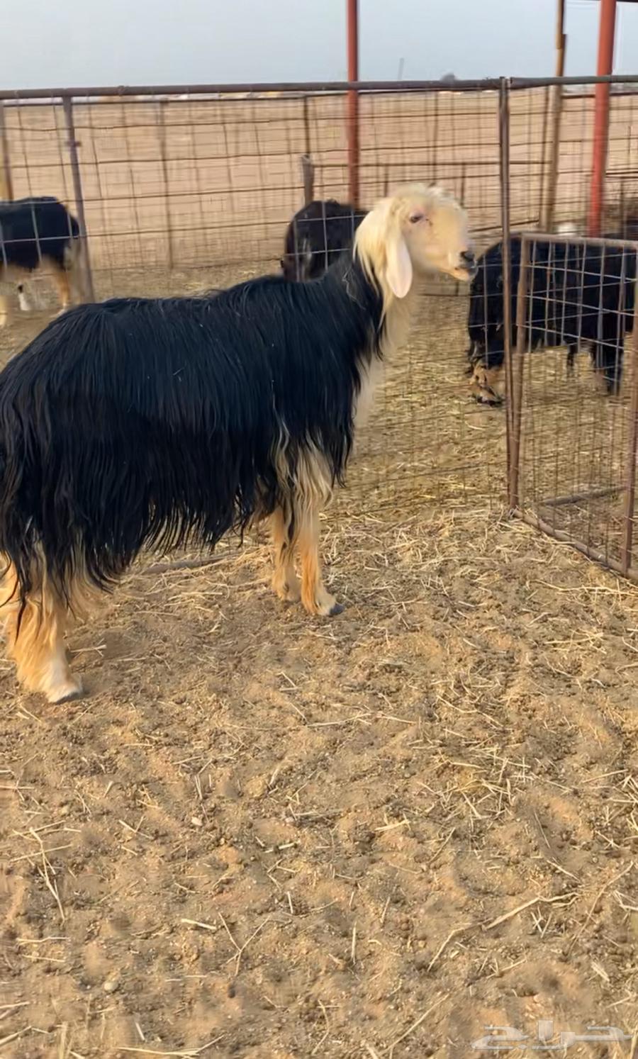 فحل نجدي مشروط64385480830977110