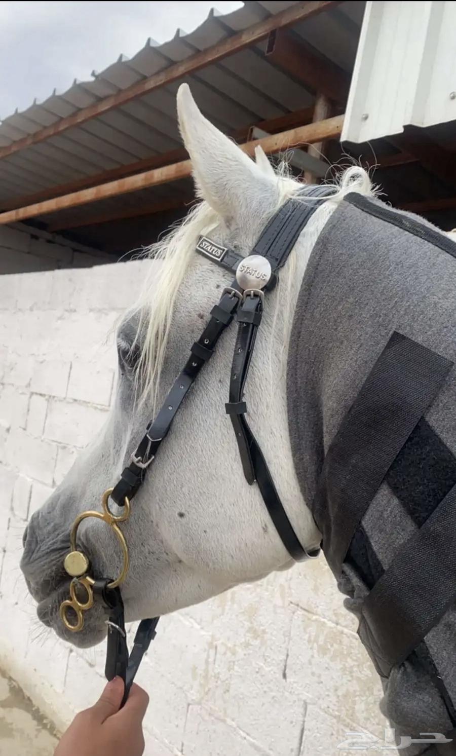 حصان شعبي64387257589634114