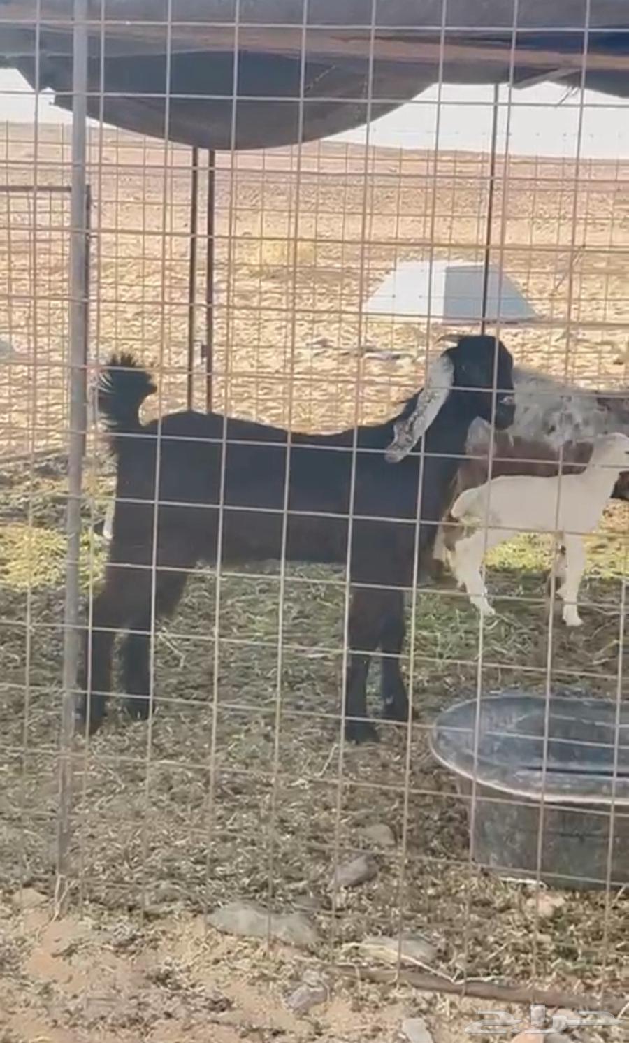 جفره صنف طيب الي بيقني ولا الي بيذبح اقبل البدل المناسب64392031799042110