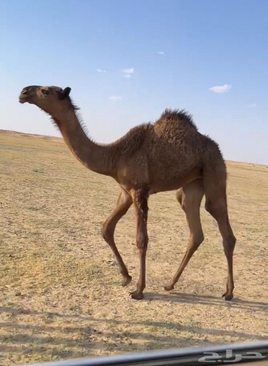 العشرا ام البكره الكفو64389196892417113