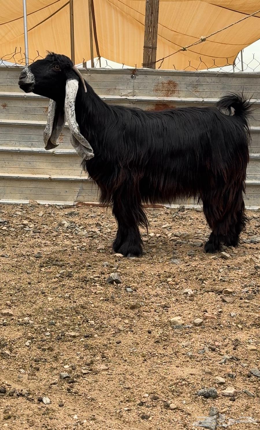 معزا عوارض صنف الصنف64388839627779111