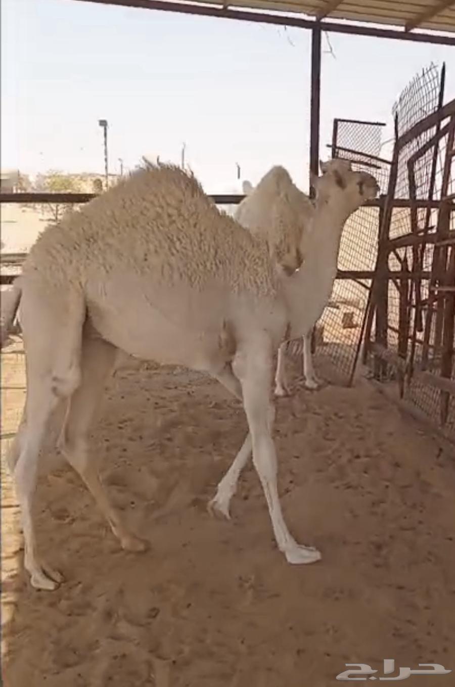 قعود للبيع العمر 6شهور64382486894721110