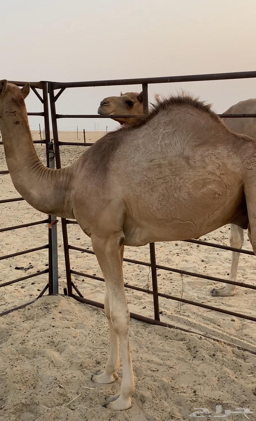 قعود سنه مفرود64379805155075112