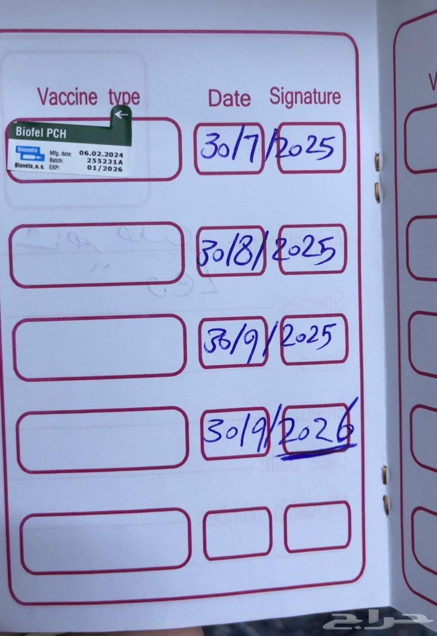 Scottish Fold Tiger64382955849985113