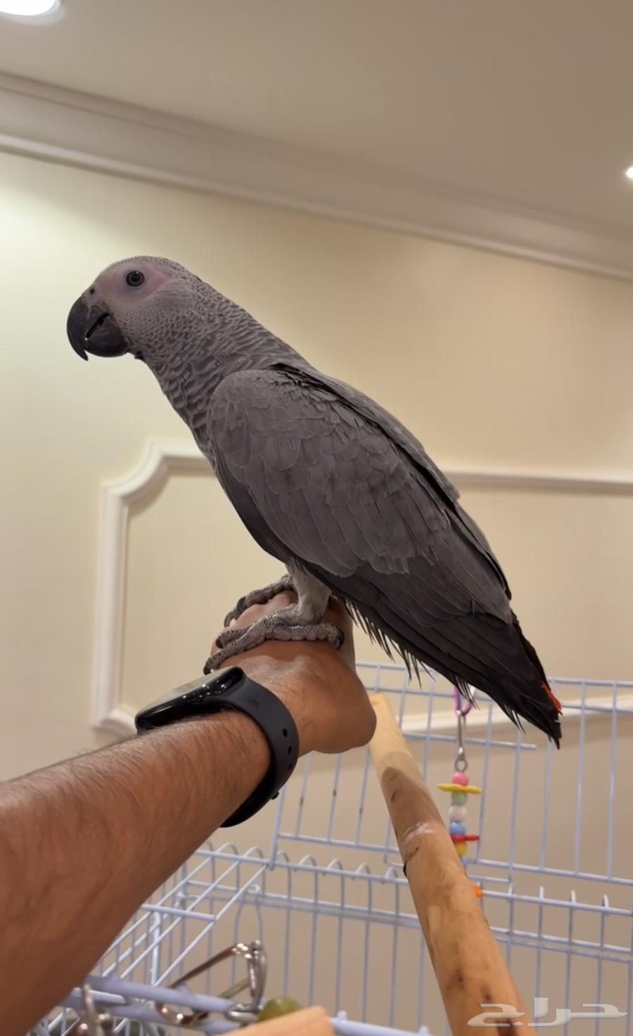 فرخ كاسكو اليف64388578425091111