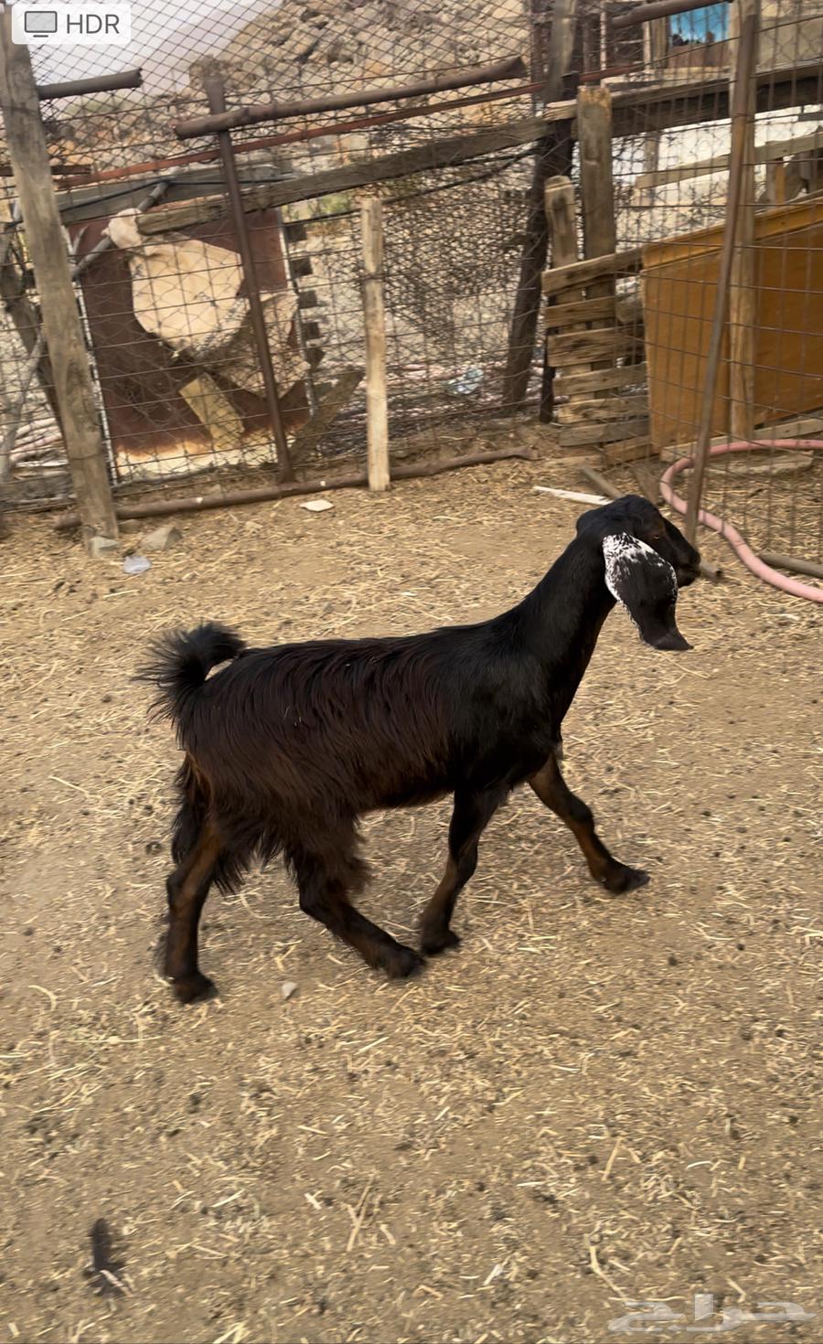 جفره عارضيه شحم ونظيفه64391549761281112