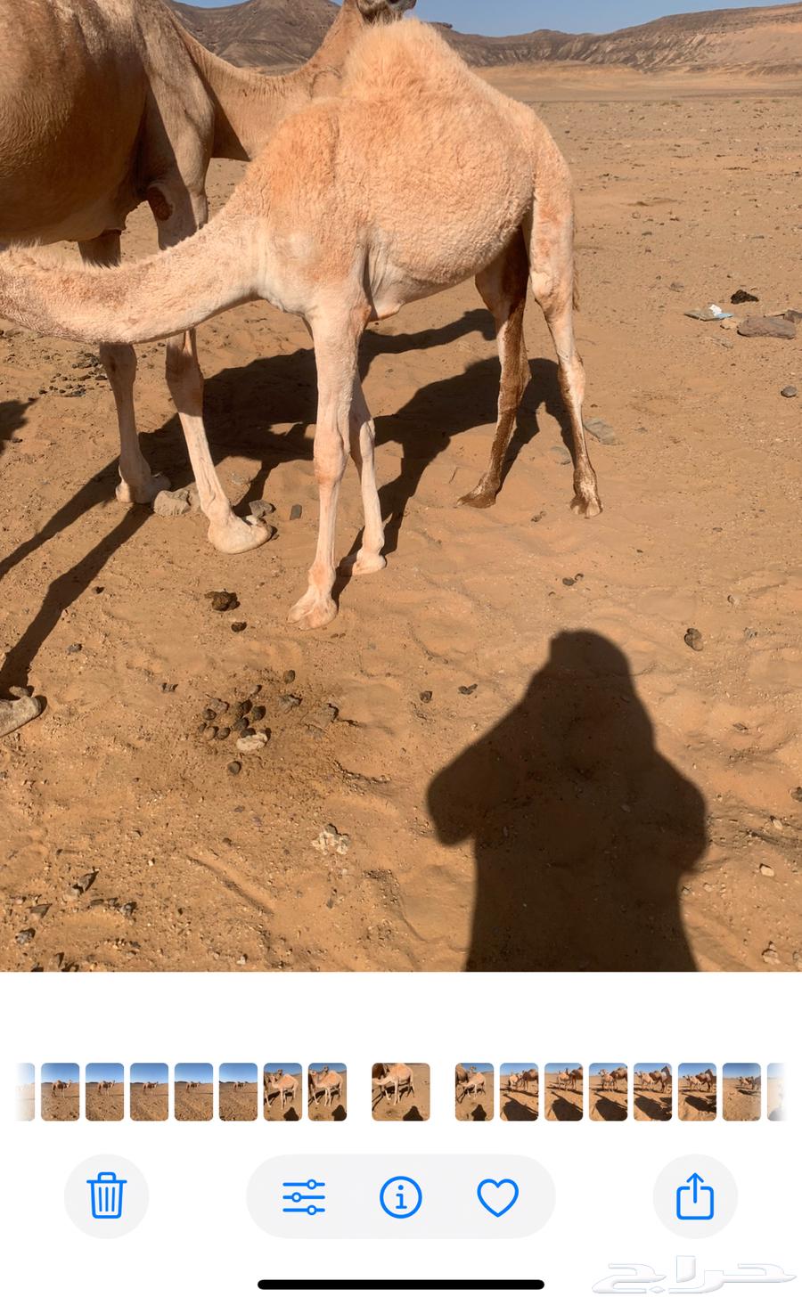 بكره للبيع عدله عمرها 7 شهور64381976174721110